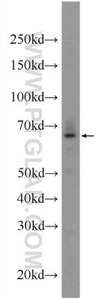 KTELC1 Antibody in Western Blot (WB)