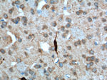 CHAT Antibody in Immunohistochemistry (Paraffin) (IHC (P))