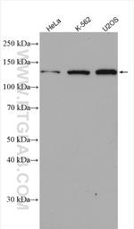 CEP135 Antibody in Western Blot (WB)