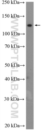 CEP135 Antibody in Western Blot (WB)