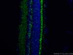 RS1 Antibody in Immunohistochemistry (PFA fixed) (IHC (PFA))