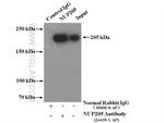 NUP205 Antibody in Immunoprecipitation (IP)