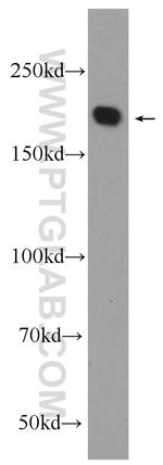 NUP205 Antibody in Western Blot (WB)