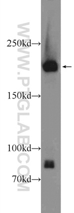 NUP205 Antibody in Western Blot (WB)