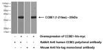 CCBE1 Antibody in Western Blot (WB)