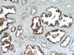 EXOSC9 Antibody in Immunohistochemistry (Paraffin) (IHC (P))