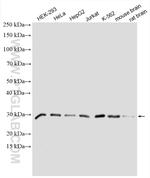 C20orf11 Antibody in Western Blot (WB)