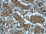 RRP7A Antibody in Immunohistochemistry (Paraffin) (IHC (P))