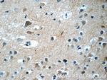 RRP7A Antibody in Immunohistochemistry (Paraffin) (IHC (P))