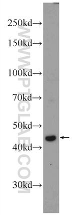 RRP7A Antibody in Western Blot (WB)