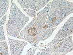 Somatostatin (1-116aa) Antibody in Immunohistochemistry (Paraffin) (IHC (P))