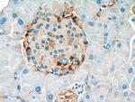 Somatostatin (1-116aa) Antibody in Immunohistochemistry (Paraffin) (IHC (P))