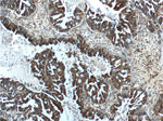 SALL4 Antibody in Immunohistochemistry (Paraffin) (IHC (P))