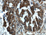 SALL4 Antibody in Immunohistochemistry (Paraffin) (IHC (P))