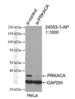 PRKACA Antibody in Western Blot (WB)