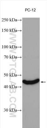 NEU2 Antibody in Western Blot (WB)