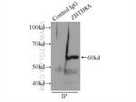 ZBTB8A Antibody in Immunoprecipitation (IP)