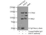 AMOT Antibody in Immunoprecipitation (IP)