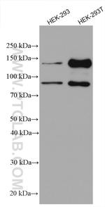 AMOT Antibody in Western Blot (WB)