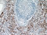 CD41/Integrin alpha 2b Antibody in Immunohistochemistry (Paraffin) (IHC (P))