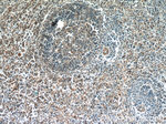 C15orf53 Antibody in Immunohistochemistry (Paraffin) (IHC (P))