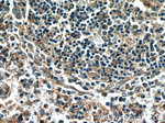 C15orf53 Antibody in Immunohistochemistry (Paraffin) (IHC (P))