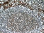 C15orf53 Antibody in Immunohistochemistry (Paraffin) (IHC (P))