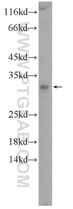 C15orf53 Antibody in Western Blot (WB)