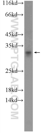 C15orf53 Antibody in Western Blot (WB)