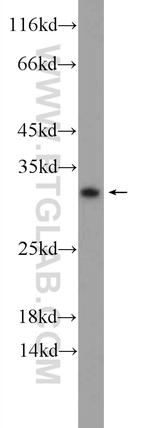 C15orf53 Antibody in Western Blot (WB)