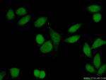 HP1BP3 Antibody in Immunocytochemistry (ICC/IF)