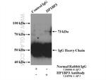 HP1BP3 Antibody in Immunoprecipitation (IP)