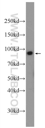 ZW10 Antibody in Western Blot (WB)