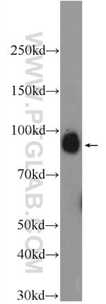 ZW10 Antibody in Western Blot (WB)