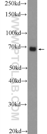 PTPN11 Antibody in Western Blot (WB)