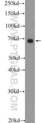 PTPN11 Antibody in Western Blot (WB)