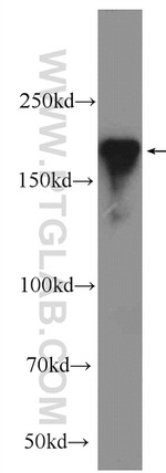 RIM1 Antibody in Western Blot (WB)