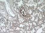 HEATR2 Antibody in Immunohistochemistry (Paraffin) (IHC (P))