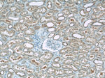 HEATR2 Antibody in Immunohistochemistry (Paraffin) (IHC (P))