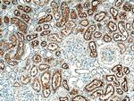 SLCO4C1 Antibody in Immunohistochemistry (Paraffin) (IHC (P))