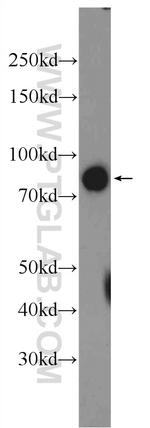 SLCO4C1 Antibody in Western Blot (WB)