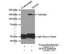 TEX15 Antibody in Immunoprecipitation (IP)