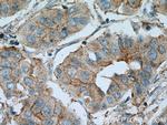 PAGE3 Antibody in Immunohistochemistry (Paraffin) (IHC (P))