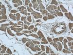 UPB1 Antibody in Immunohistochemistry (Paraffin) (IHC (P))