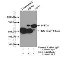 GRK1 Antibody in Immunoprecipitation (IP)