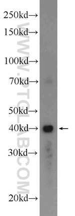 GPR58/TAAR2 Antibody in Western Blot (WB)
