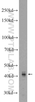 GPR58/TAAR2 Antibody in Western Blot (WB)