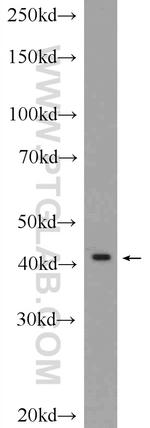 GPR58/TAAR2 Antibody in Western Blot (WB)