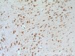 TARSL2 Antibody in Immunohistochemistry (Paraffin) (IHC (P))