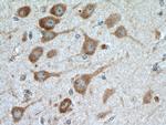 TARSL2 Antibody in Immunohistochemistry (Paraffin) (IHC (P))